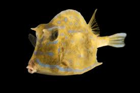 whats-with-googles-bert-algorithm-update-tech-talk-simplified-cowfish