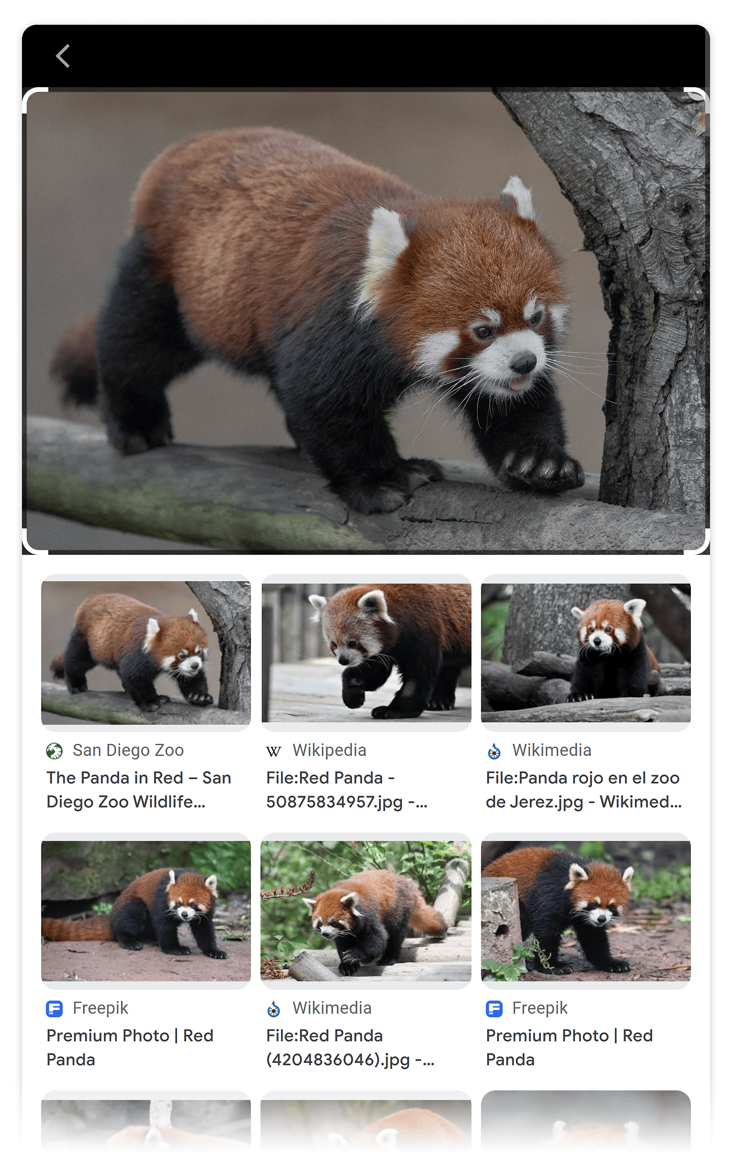 Red panda – Google Lens results Red panda – Google Lens results